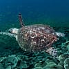 Sea Turtle El Nido
